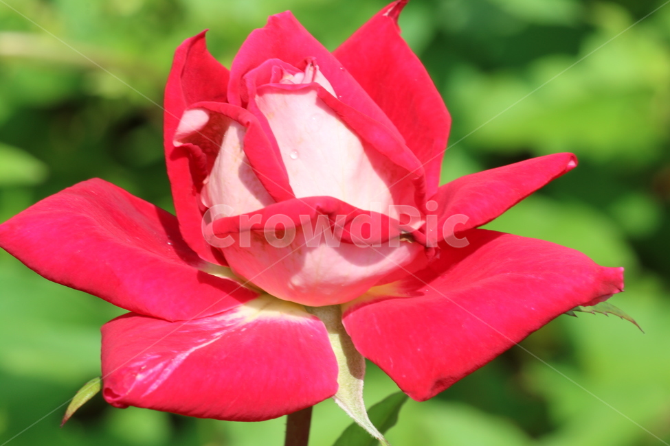 꽃,레드,빨강,로즈,장미,식물,자연,야생화,들꽃,식물,자연,plants,nature,꽃,flower
