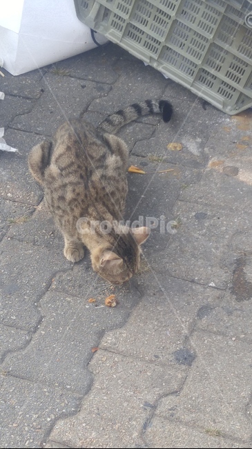 고양이,길고양이,동물,아기고양이,들고양이,동물,animal,포유류,mammal,고양이,cat,kitten,kitty