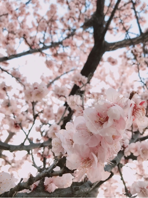벚꽃,봄날,flower,봄,spring,cherryblossoms,식물,자연,plants,nature,꽃,flower