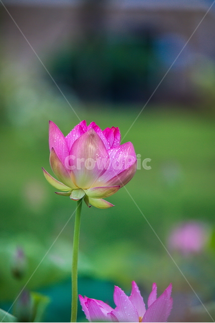 연꽃,고고함,함안,아라연꽃,아라홍련,식물,자연,plants,nature,꽃,flower