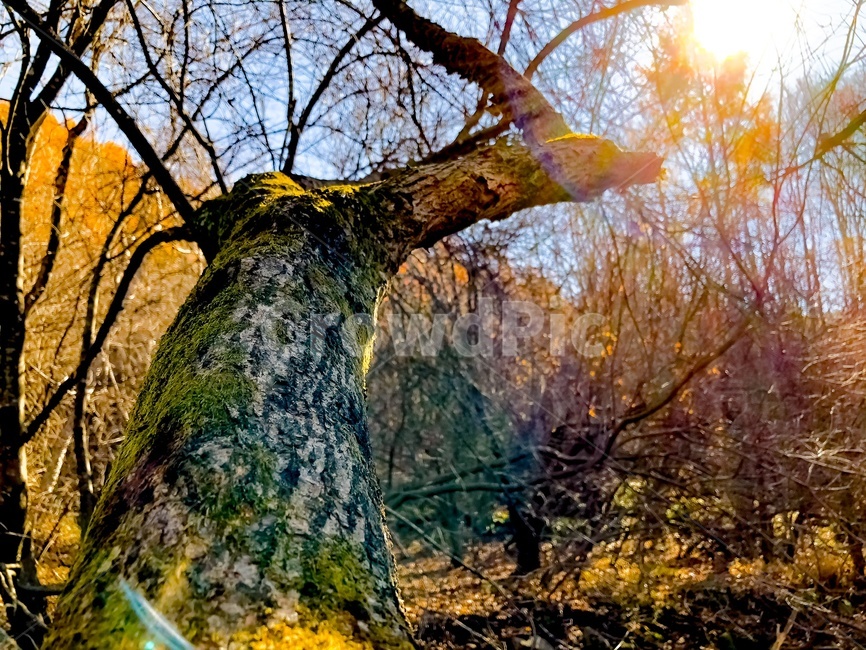 햇볕,자연,풍경,산,나무,햇빛,식물,자연,plants,nature,나무,trees,wood