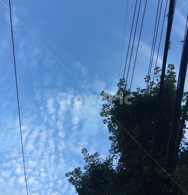 하늘,풍경,감성,나무,오전