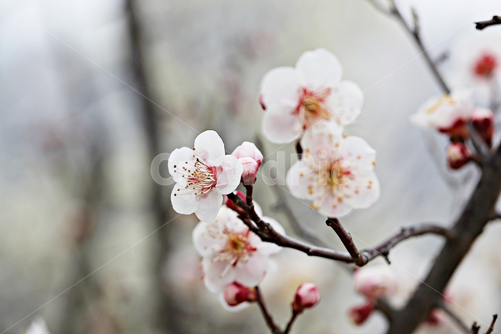 살구꽃,꽃,살구나무,자연,배경,봄,계절,spring,season,식물,자연,plants,nature,꽃,flower,plant