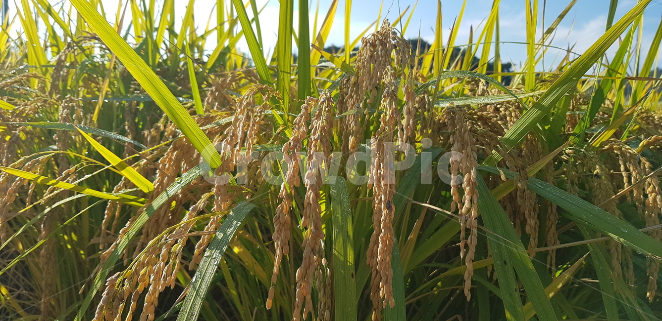 벼,쌀,가을들판,곡식,주식,양식,식물,곡류,곡식,cereals,산업,industry,industrial,농업,농사,agriculture,farming,farming industry