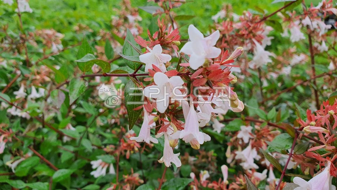 꽃,아벨리아,꽃댕강나무,꽃나무,flower,plant,식물
