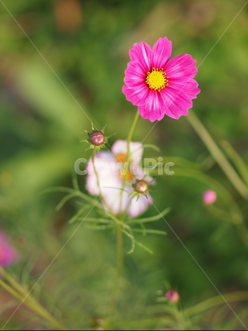 코스모스,꽃,가을,공원,flower,자연,꽃놀이,가을꽃,봄,blossom,식물,plant,식물,자연,plants,nature,꽃,flower