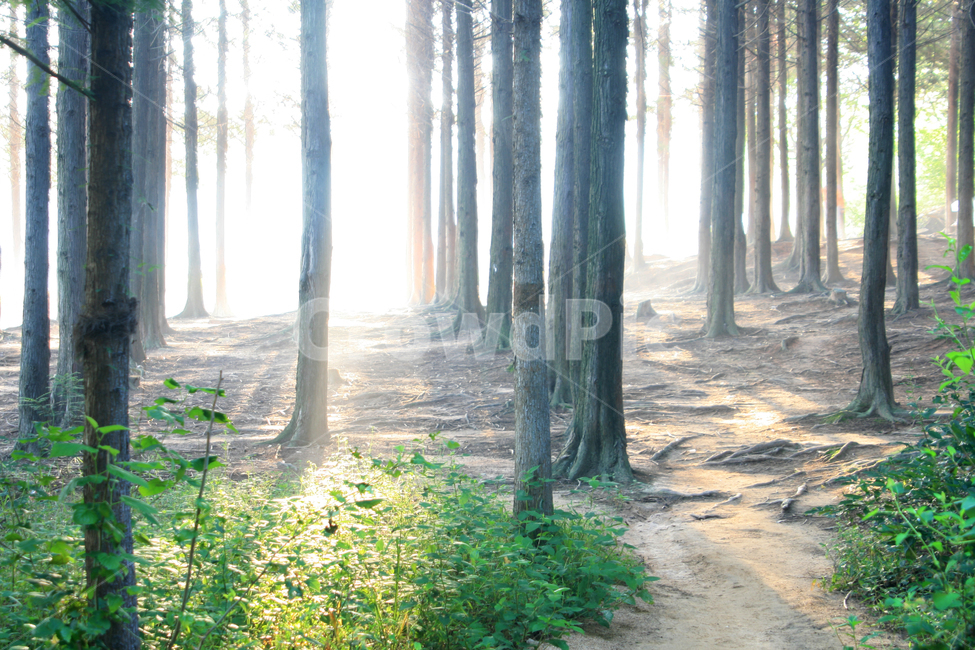 sunlight,햇빛,light,빛,nature,자연,woodland,삼림지,forest,숲,아침,한국,전주,건지산,자연,풍경,nature,landscape,나무,trees,wood,휴식,힐링,rest,relaxation,healing
