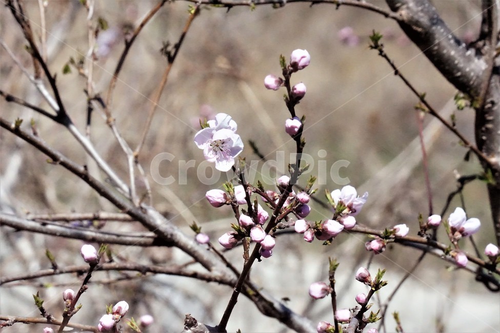 봄,벚꽃,자연,식물,계절,핑크색,pink,하얀색,white,spring,season,nature,beauty,flower,봄,계절,spring,season,식물,자연,plants,nature,꽃,flower,plant,blossom