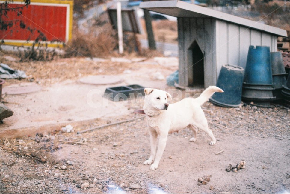 강아지,시골,필름,감성,개,동물,animal,포유류,mammal,개,강아지,dog,doggy
