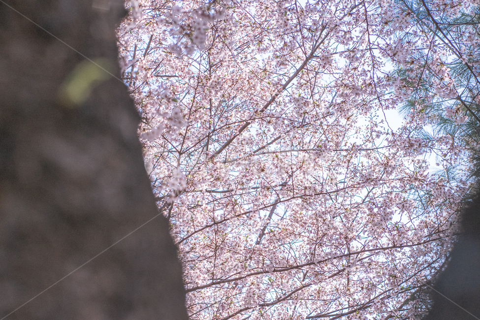 봄,벚꽃,벚나무,하늘,분홍색,봄,계절,spring,season,plant,식물,blossom,꽃,cherry blossom,flower