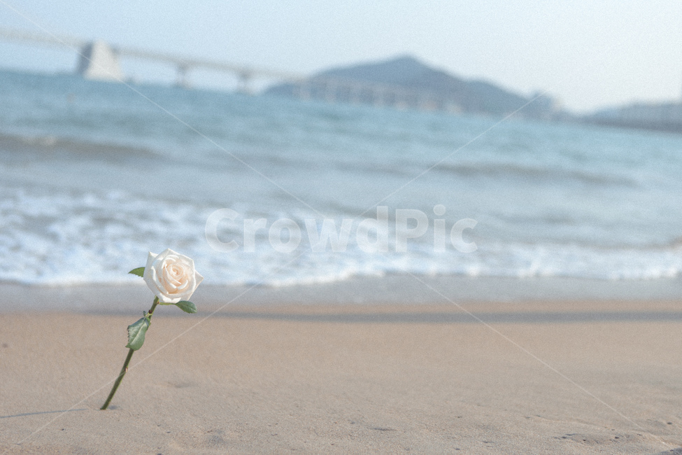 광안대교,어린왕자,장미,꽃,한송이,기다림,감성,광안리,출사,인연,바다,푸른하늘,덩그러니,해변,바다,beach,sea,꽃,flower,감성,sensible,feeling