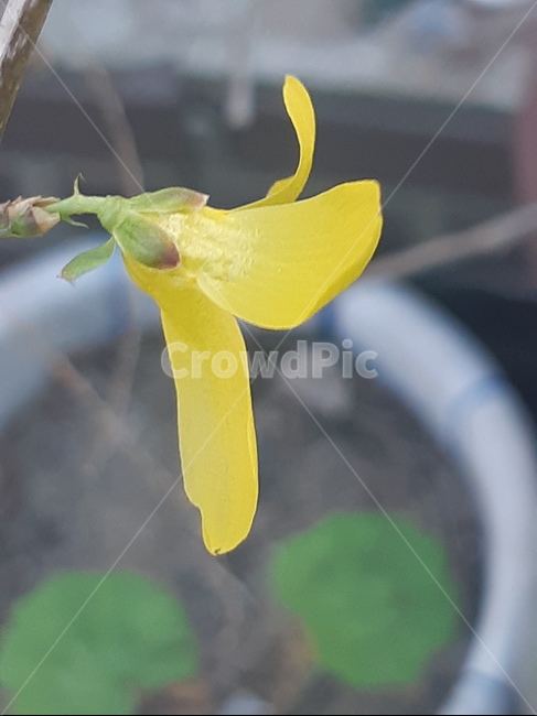 식물,plant,개나리,노랑,봄,꽃,봄꽃,노랑꽃,봄이오는소식,노란색,개나리꽃,봄봄봎