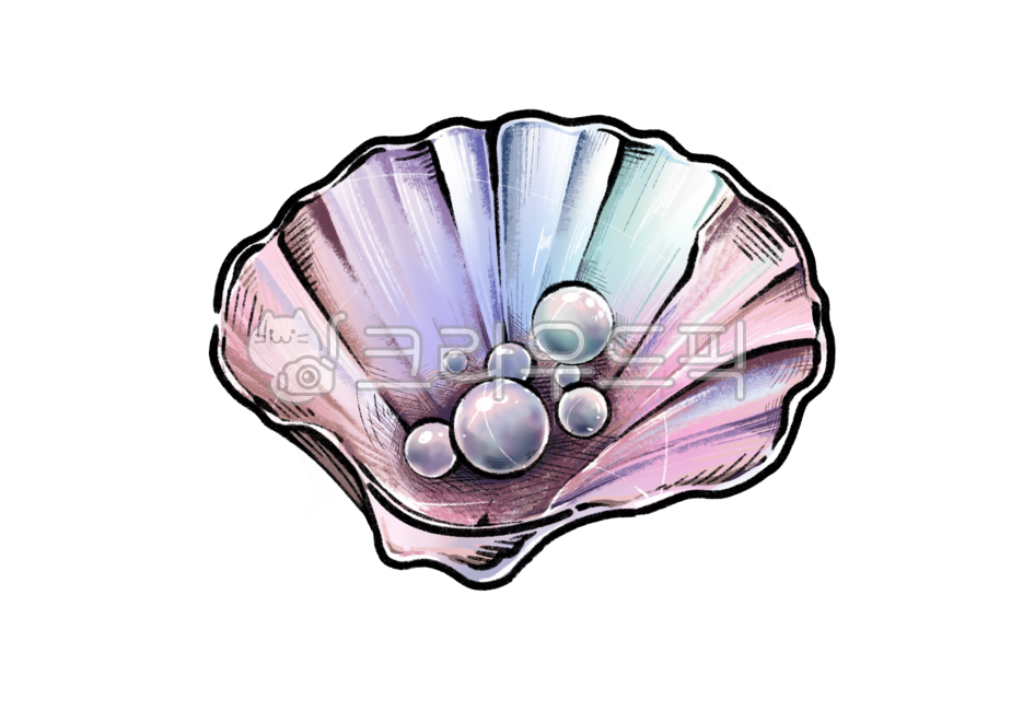 Shell,shell illustration,shell hand drawing,pearl shell,pink shell