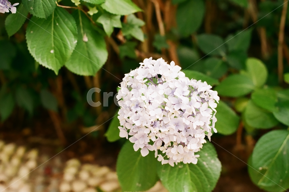 꽃,식물,감성,수국,색상,색감,flower,색체,spring,봄,healing,감성사진,배경,배경화면,사랑,힐링,필름,자연,color,계절,nature,여름,예쁜,아름다운,식물,자연,plants,nature,꽃,flower