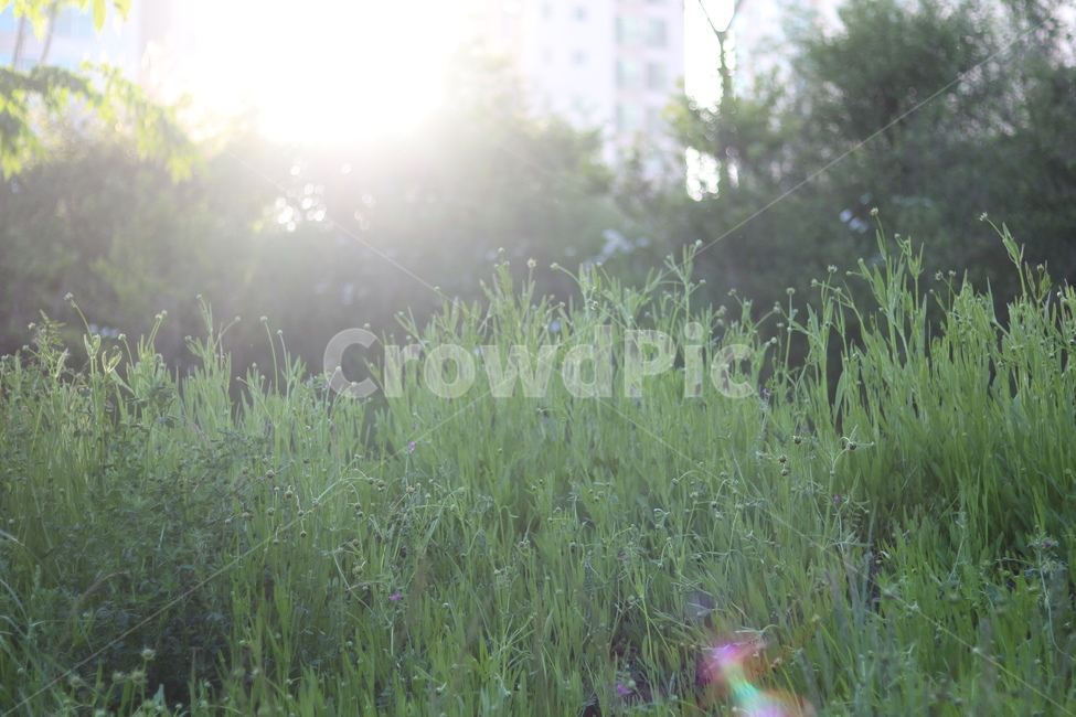 산책길,초록,나무,햇빛,풀,봄,자연,풍경,nature,landscape,한국자연풍경,한국자연경관,korea nature landscape,휴식,힐링,rest,relaxation,healing