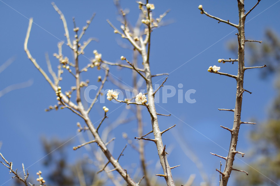 꽃,꽃망울,매화,나뭇가지,겨울,식물,자연,plants,nature,꽃,flower