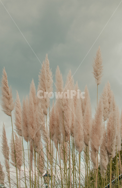 갈대,식물,잔디,plant,가을,감성사진,가을,계절,fall,autumn,season
