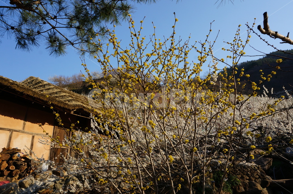 꽃,노란색,노란,산수유,나무,하늘,파란,식물,자연,3월꽃,계절,flower,nature,season,꽃사진,사진,봄,계절,spring,season,자연,풍경,nature,landscape,grass,잔디,plant
