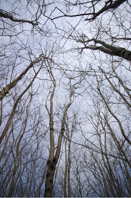 자연,나무,식물,plant,tree,나무줄기