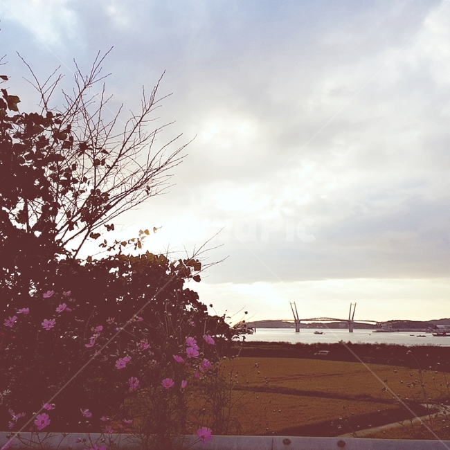 자연,nature,꽃,바다,태안,나무,tree,자연,풍경,nature,landscape,plant,식물