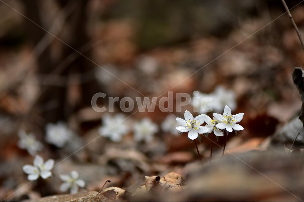변산바람꽃,2018년,3월,야생화,꽃,생태,식물,자연,들꽃,산꽃,봄,감성,힐링,플라워,계절,시즌,wild,Flower,plants,nature,spring,season,배경,풀,초본,미나리아재비과,너도바람꽃속,flower,생태사진,봄꽃,자생지,경기도,봄,계절,spring,season,식물,자연,plants,nature,꽃,flower,plant,blossom