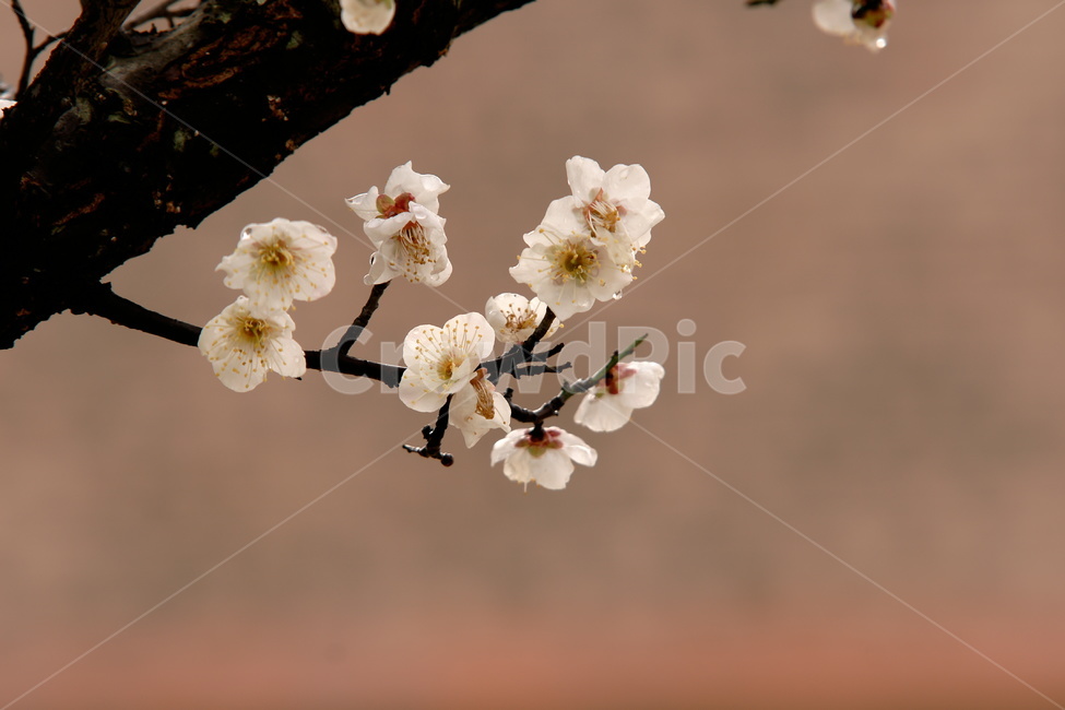매화,광양,봄,꽃,구례,봄,계절,spring,season,식물,자연,plants,nature,꽃,flower,plant