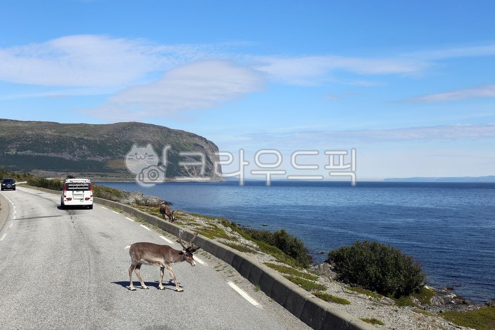 노르웨이,도로위순록,피오르순록,루돌프,노르웨이순록,순록,야생순록,스칸디나비아,북유럽로드트립,reindeer,norway,scandinavia