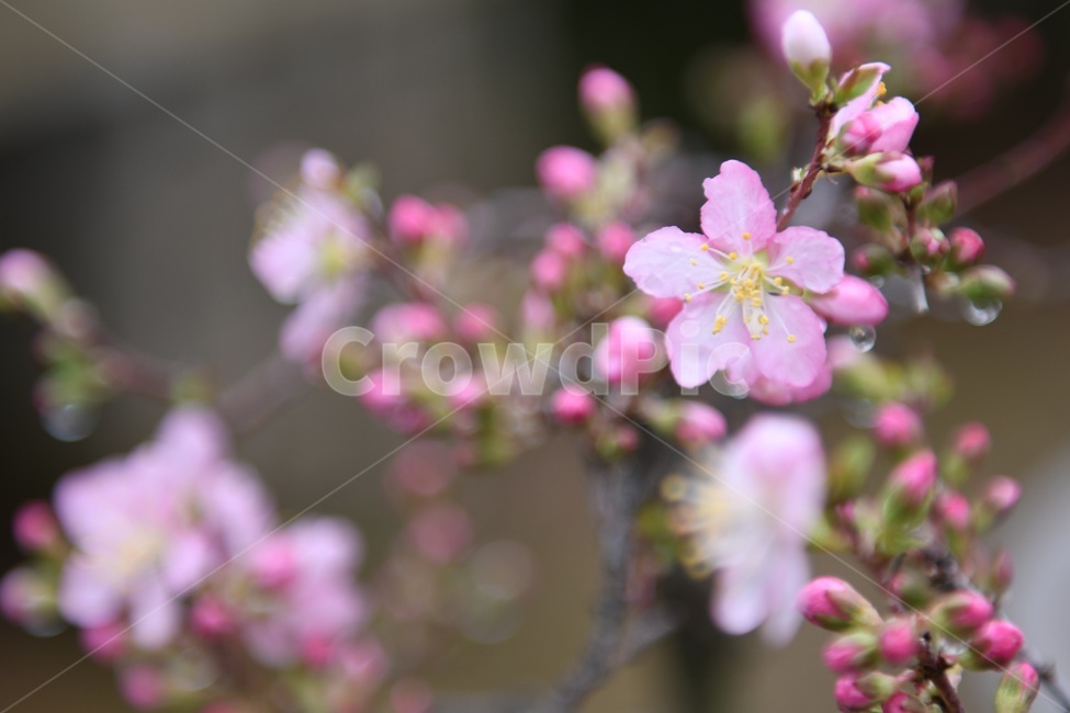 식물,꽃,감성사진,자연,flower,꽃사진,봄,봄꽃,계절,빗방울,비,감성,4월,spring,힐링,자연풍경,풍경,봄,계절,spring,season,식물,자연,plants,nature,꽃,flower,plant