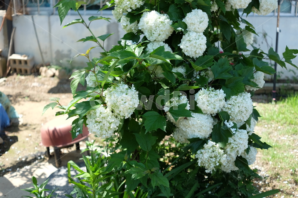 시골,지방,농촌,plant,식물,blossom,꽃,flower