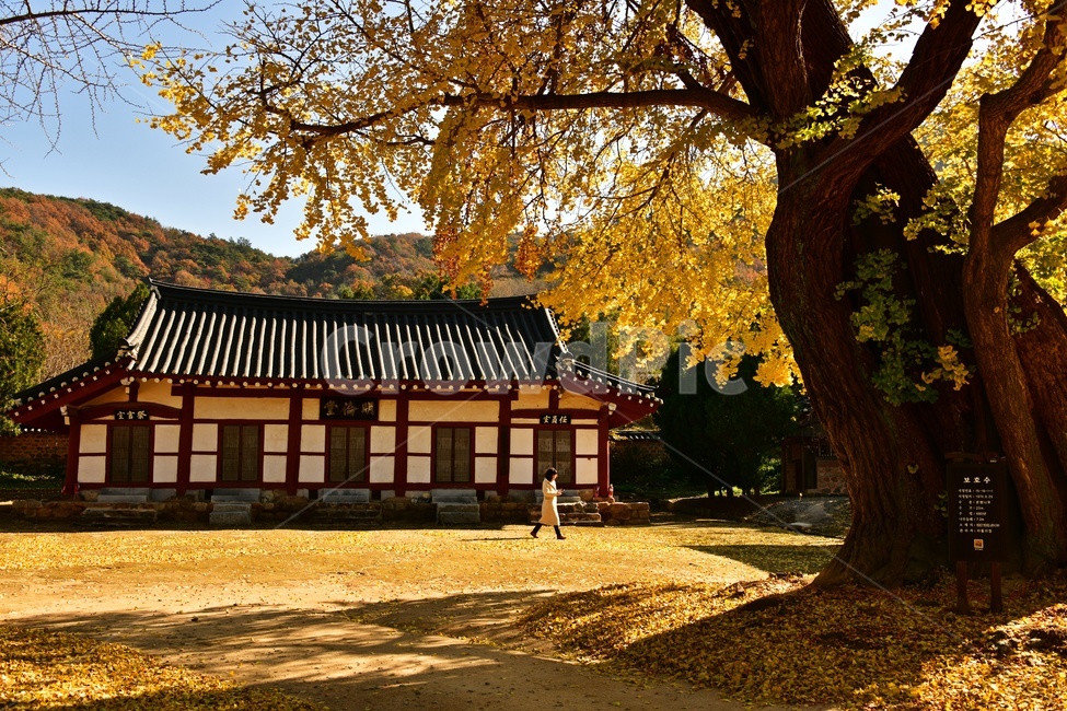 전남,영광,향교,영광향교,보호수,plant,식물,tree,나무,human,인간,person,사람,은행나무,낙옆,은행잎,가을,계절,fall,autumn,season,한국전통,한국문화,korean traditional,korean culture,건축물,건물외관,exterior,building,structure,architecture,construction