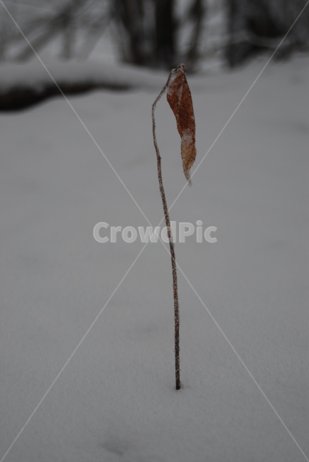 눈,잎사귀,겨울,자연,하나,겨울,계절,winter,season