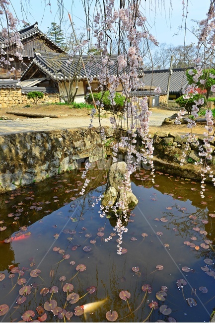 water,물,nature,자연,outdoors,옥외,road,도로,tree,나무,plant,식물,gravel,자갈,dirtroad,흙길,경치,경관,벚꽃,벚나무,승주,선암사,처진올벚나무,선암사처진올벚나무,봄,계절,유적지,문화재,연못