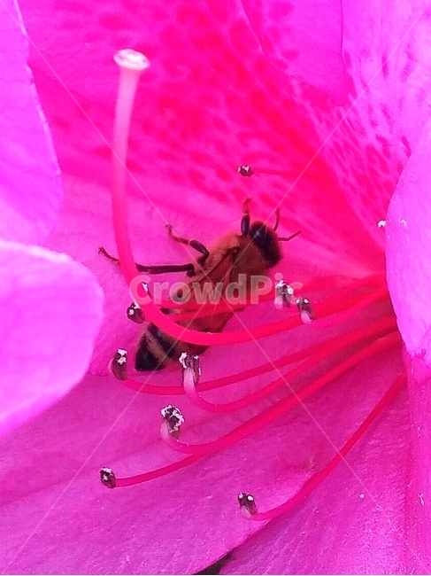 꽃,꿀벌,암술,수술,봄,bee,flower,spring,꽃잎,핑크색,자연,계절,nature,식물,botany,insect,곤충,식물,자연,plants,nature,꽃,flower,동물,animal,곤충,벌레,insect,bug