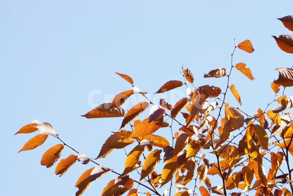 단풍,가을,autumn,낙엽,가을나무,가을하늘,가을,계절,fall,autumn,season,leaf,잎,plant,식물,veins,정맥
