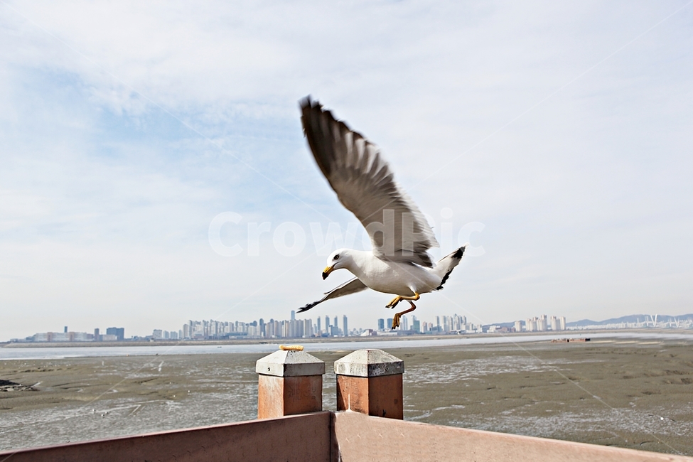 갈매기,새,조류,풍경,배경,자연,풍광,하늘,동물,animal,조류,새,birds