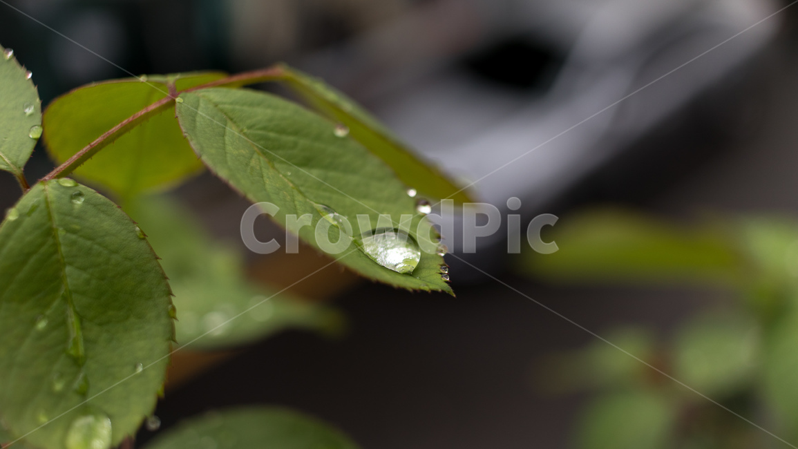 비,이슬,나뭇잎,차분,빗방울,식물,자연,plants,nature