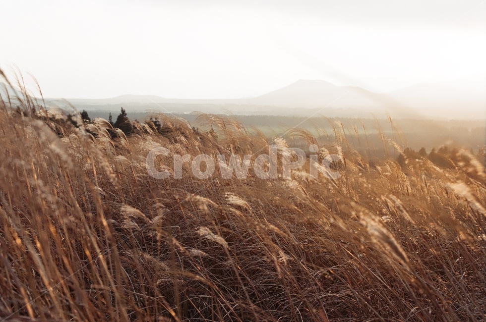 갈대,가을,추수,grass,잔디,plant,식물,갈대밭,가을,계절,fall,autumn,season