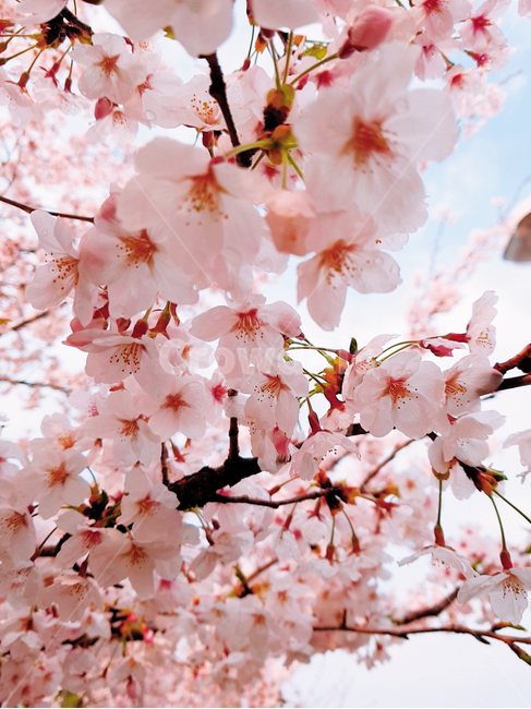 벚꽃,cherryblossom,진해,벚꽃축제,봄,꽃,flower,식물,plant,blossom,자연,식물,자연,plants,nature,꽃,flower