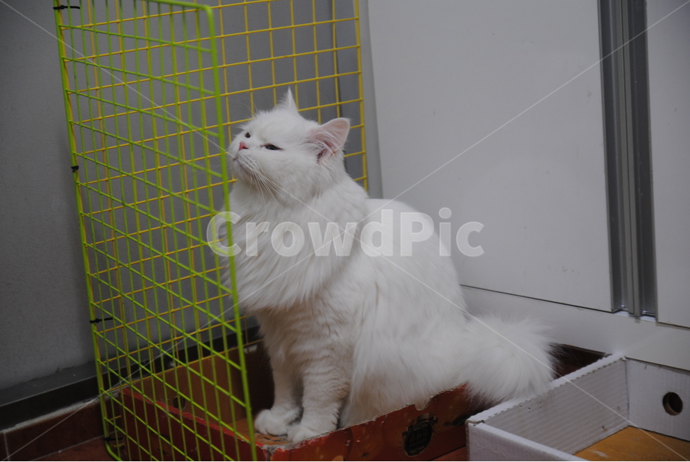 고양이,페르시안,쓸쓸함,아련함,야옹이,cat,동물,animal,포유류,mammal,고양이,cat,kitten,kitty