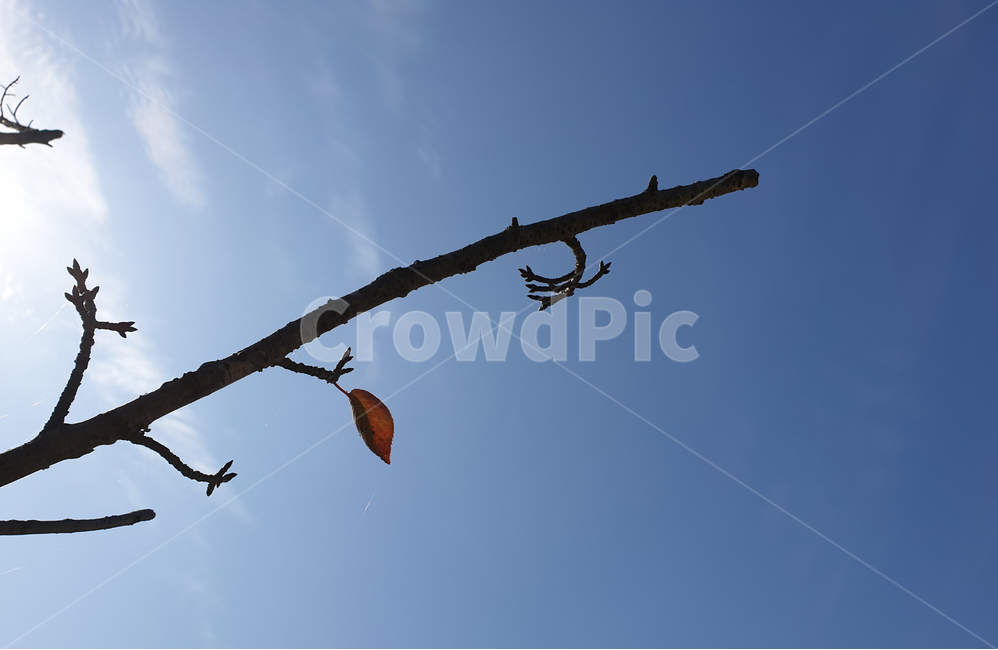 나뭇가지,나무가지,하늘,파란하늘,단풍,풍경,자연,nature,branch,maple,mapleleaves,autumn,sky,blue,scenery,leaf,leaves,가을