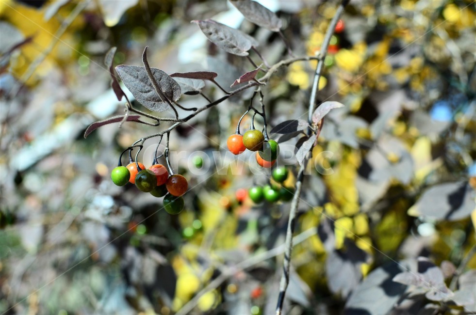 배풍등,가짓과,덩굴성,반관목,독성식물,약용,식물,자연,plants,nature,과일,열매,fruit