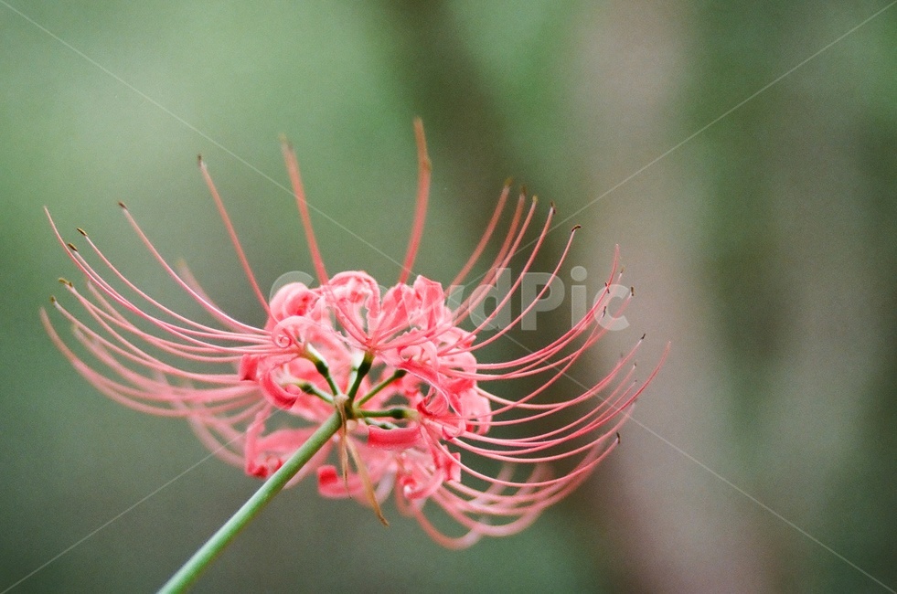상사화,꽃,flower,필름카메라,magiclily