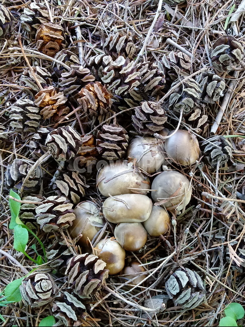 버섯,진균류,fungus,mushroom,식물,버섯,mushroom