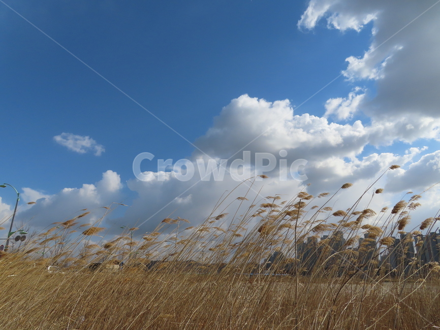 갈대밭,갈대,자연,풍경,바람,흔들리다,아름다움,식물,하늘,reeds,nature,landscape,wind,shaking,beauty,plants,sky