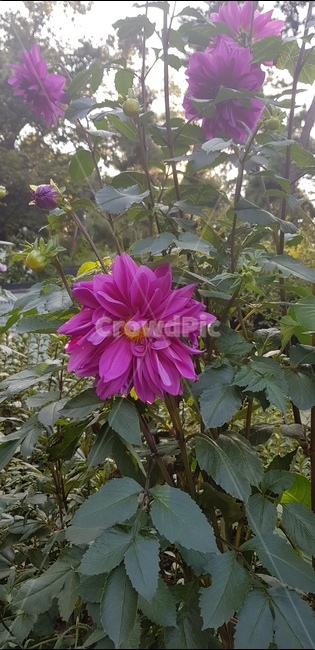 rose,장미,꽃,floral,nature,bloom,flower,garden,정원,petal,꽃잎