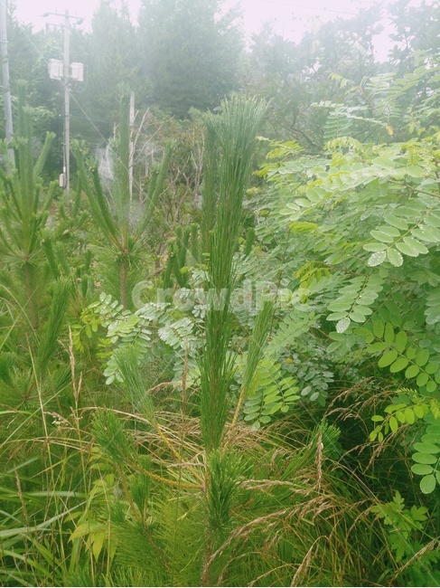 식물,꽃,초목,plant,자연