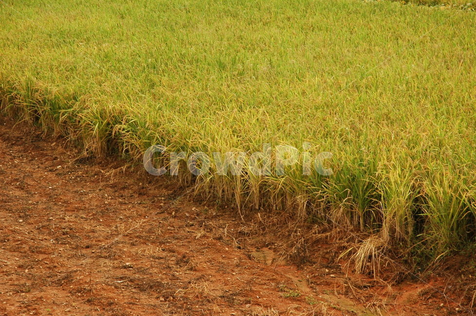 벼,수확,가을,나락,쌀,농업,농사,agriculture,farming,farming industry