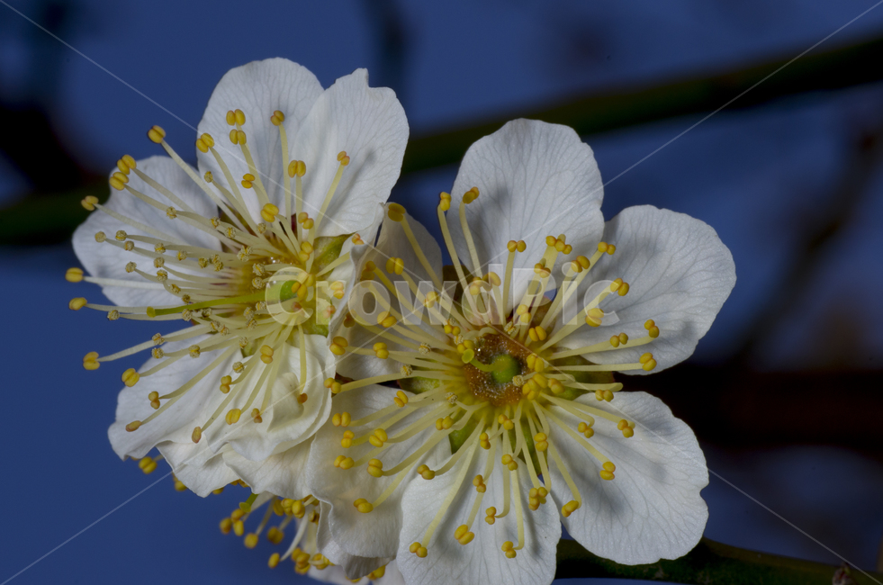 꽃잎,꽃봉오리,매화,꽃술,봄,flower,계절,season,자연,spring,petal,bloom,blossom,감성,감정,접사,매크로,클로즈업,확대