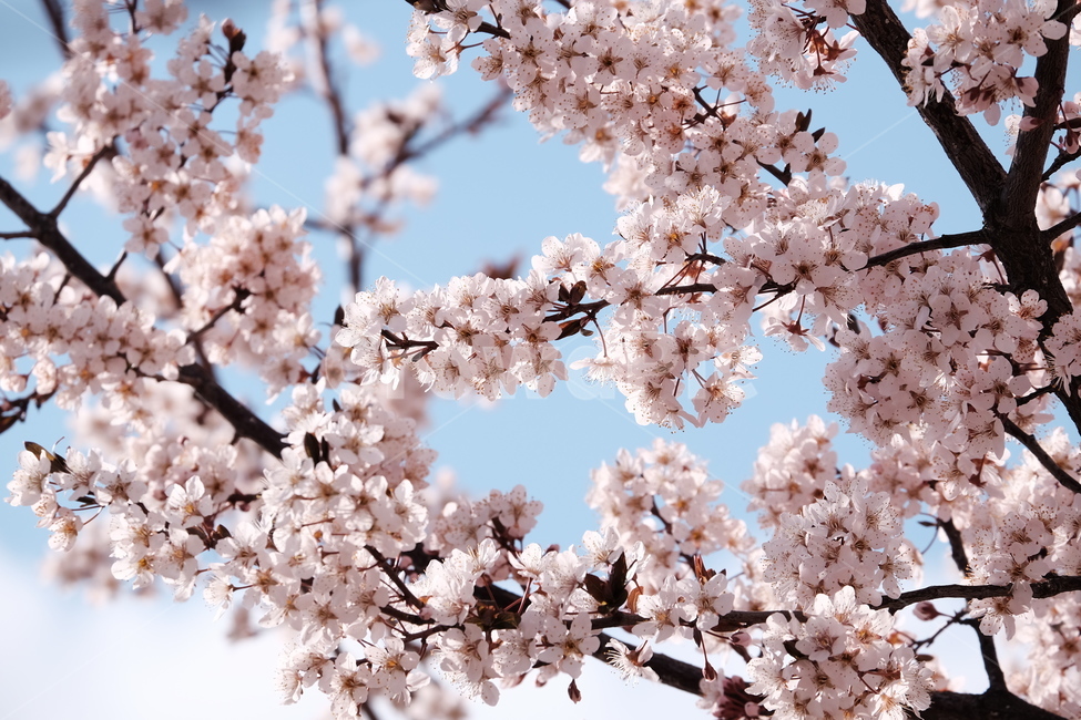 벚꽃,봄꽃,cherryblossom,flower,spring,봄하늘,하늘,봄,계절,spring,season,식물,자연,plants,nature,꽃,flower,plant,blossom