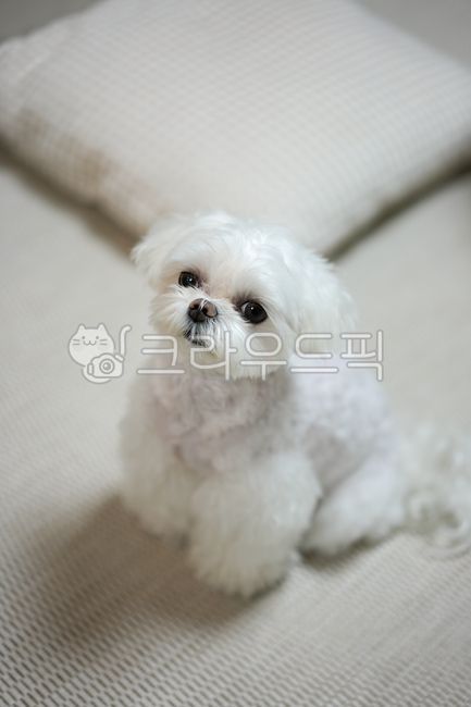 강아지,말티즈,몰티즈,반려동물,애완동물,개,animal,dog